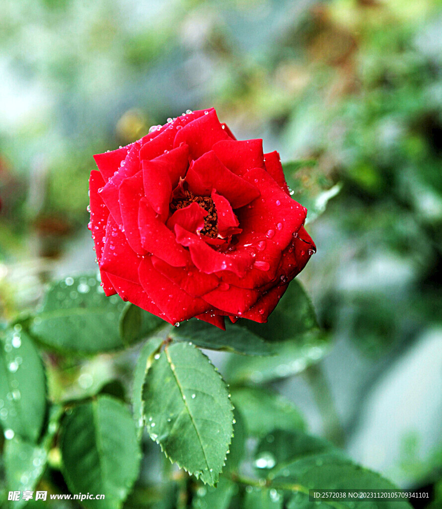 玫瑰芬芳