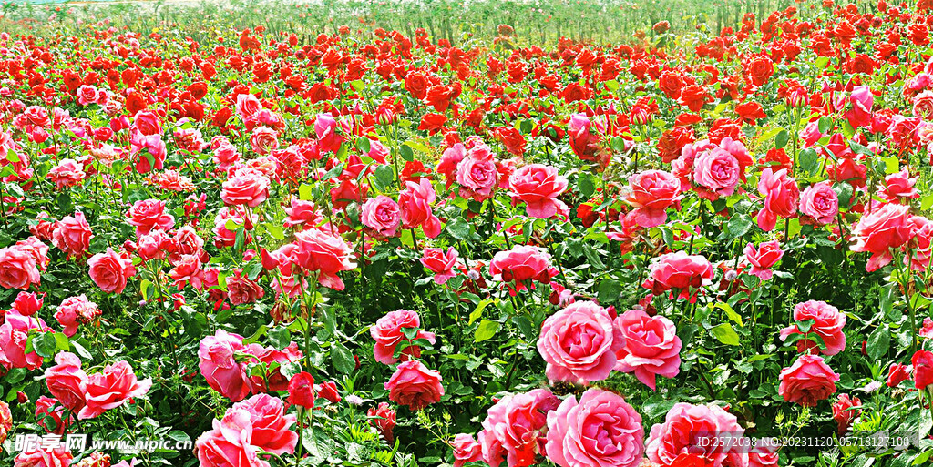 玫瑰芬芳
