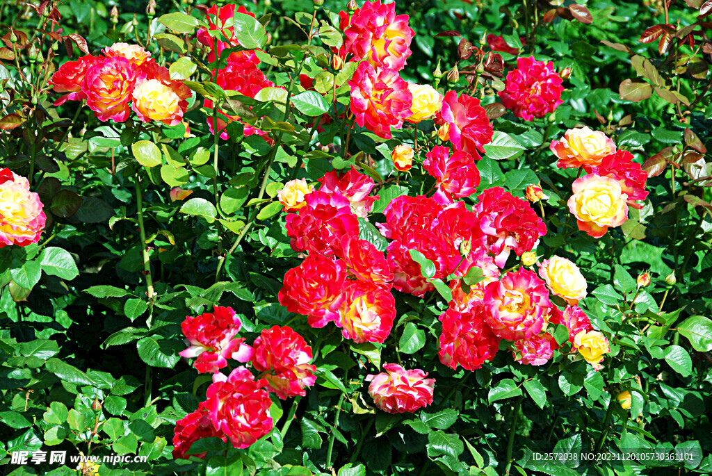 玫瑰芬芳