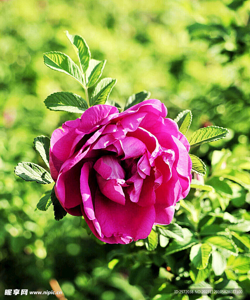 玫瑰芬芳