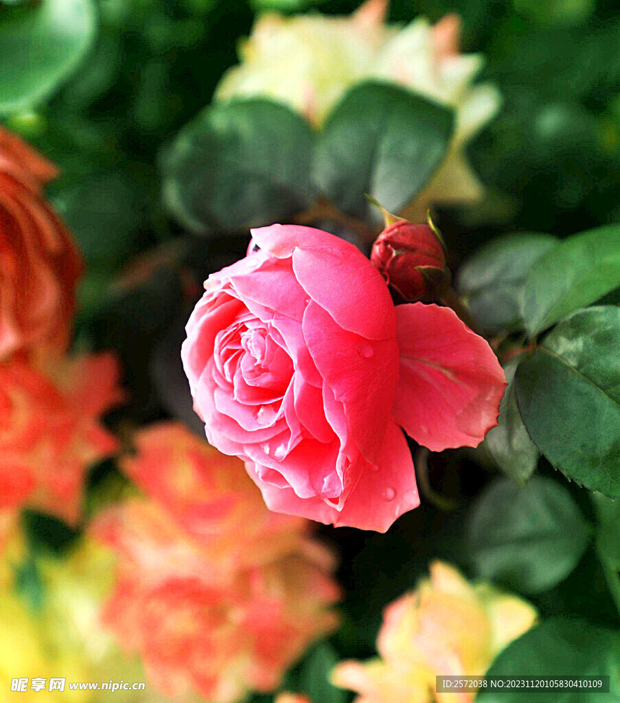 玫瑰芬芳