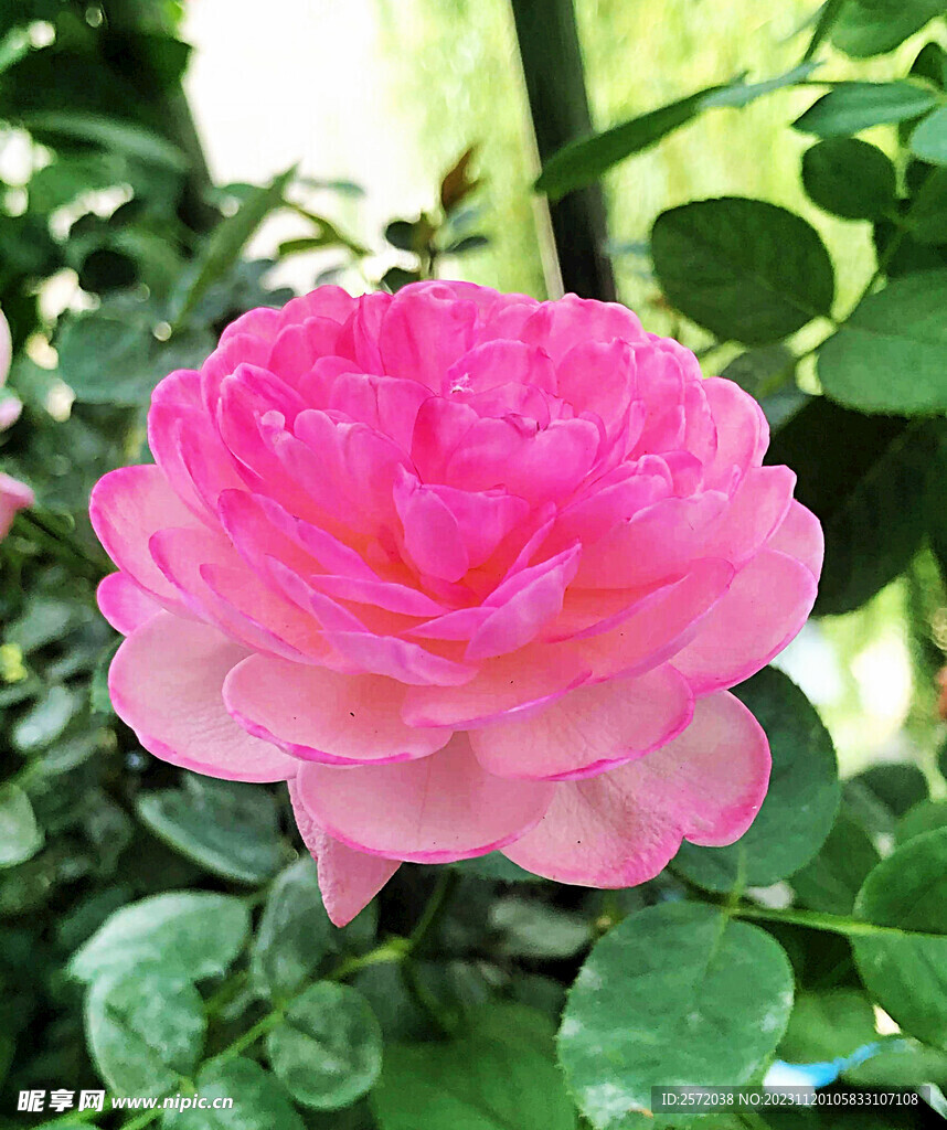 玫瑰芬芳