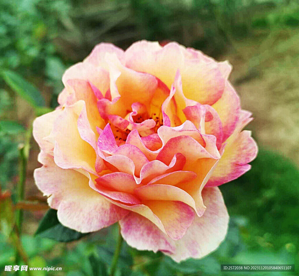 玫瑰芬芳