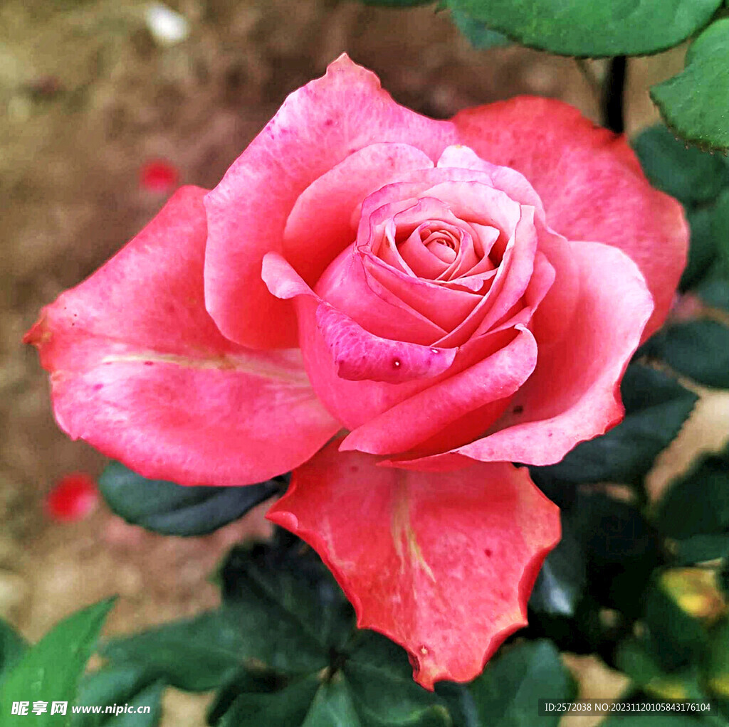 玫瑰芬芳
