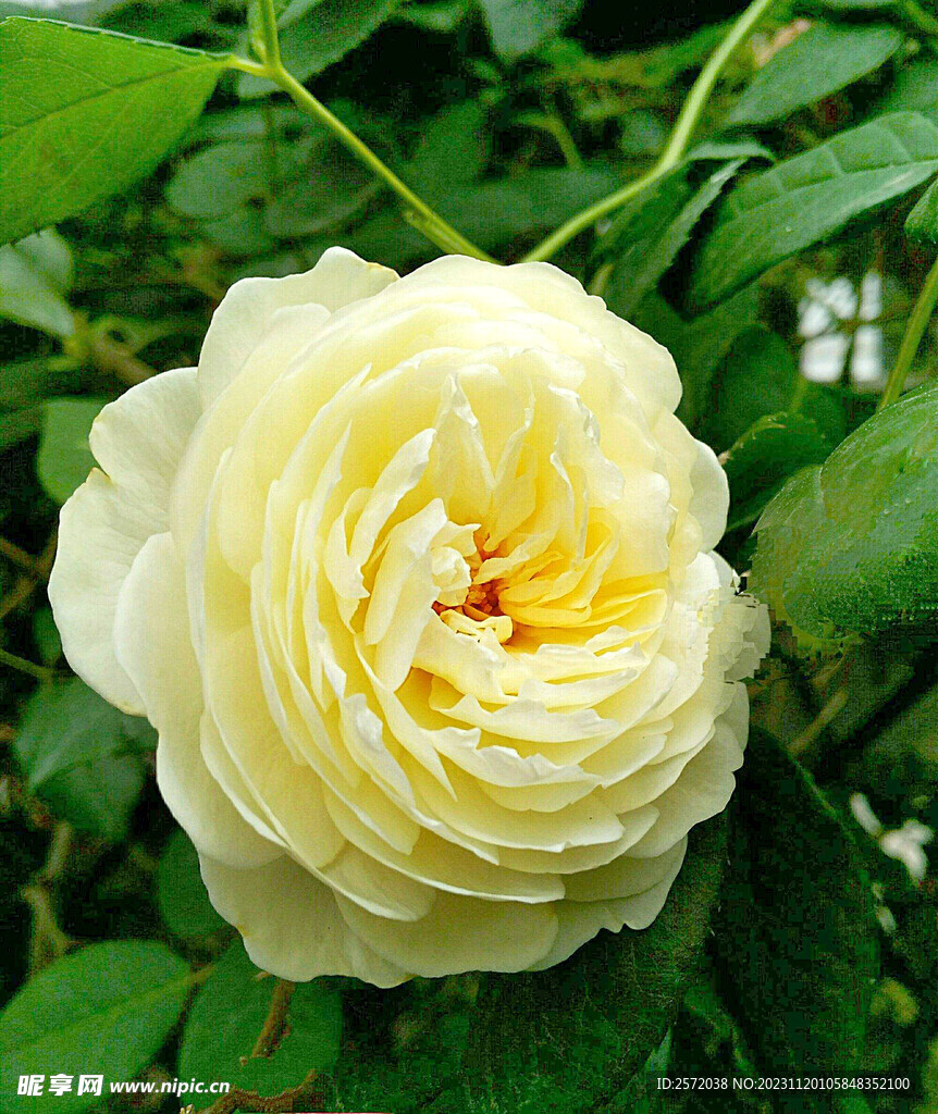 玫瑰芬芳