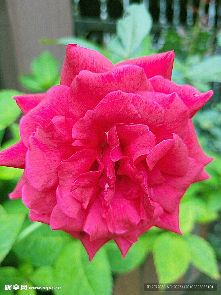 玫瑰芬芳
