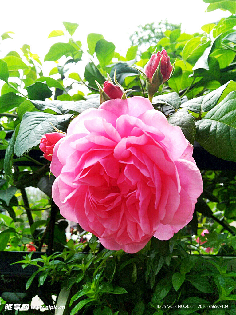 玫瑰芬芳