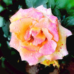 玫瑰芬芳