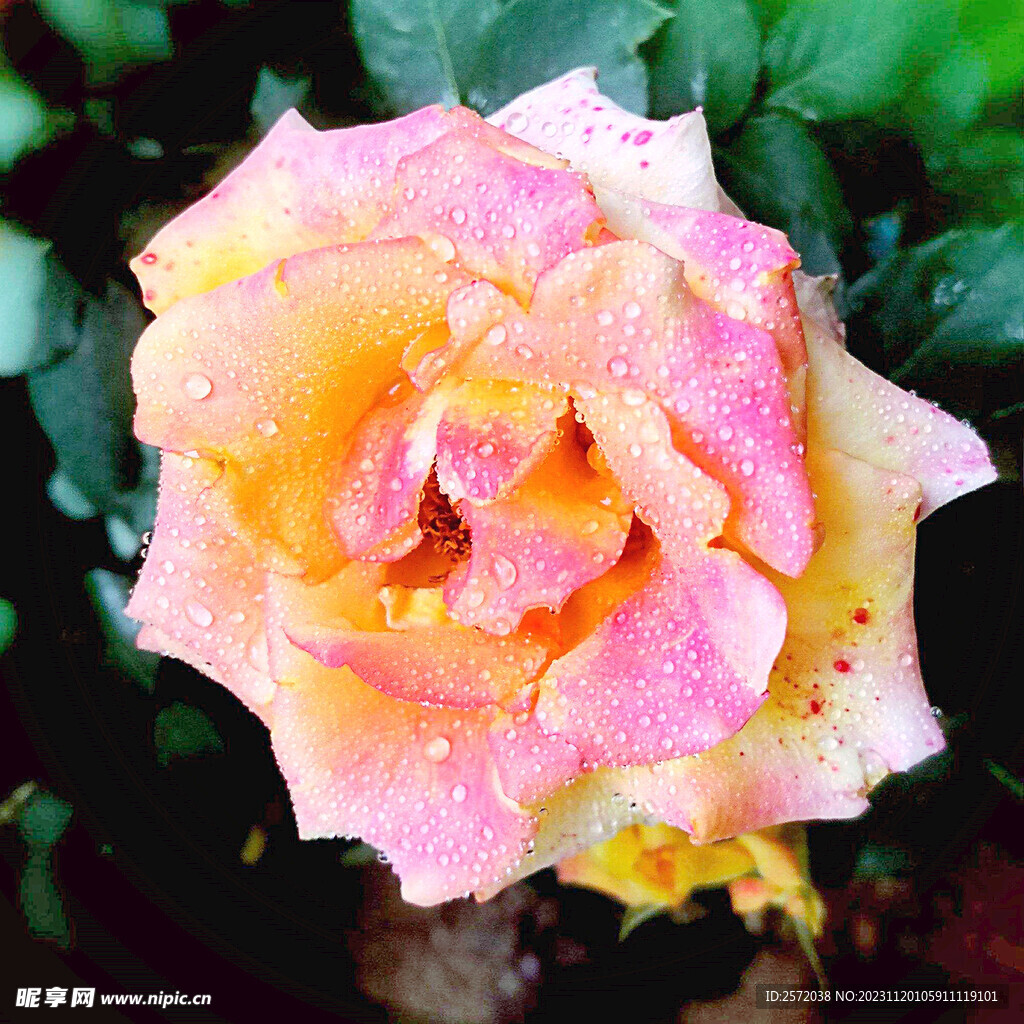 玫瑰芬芳