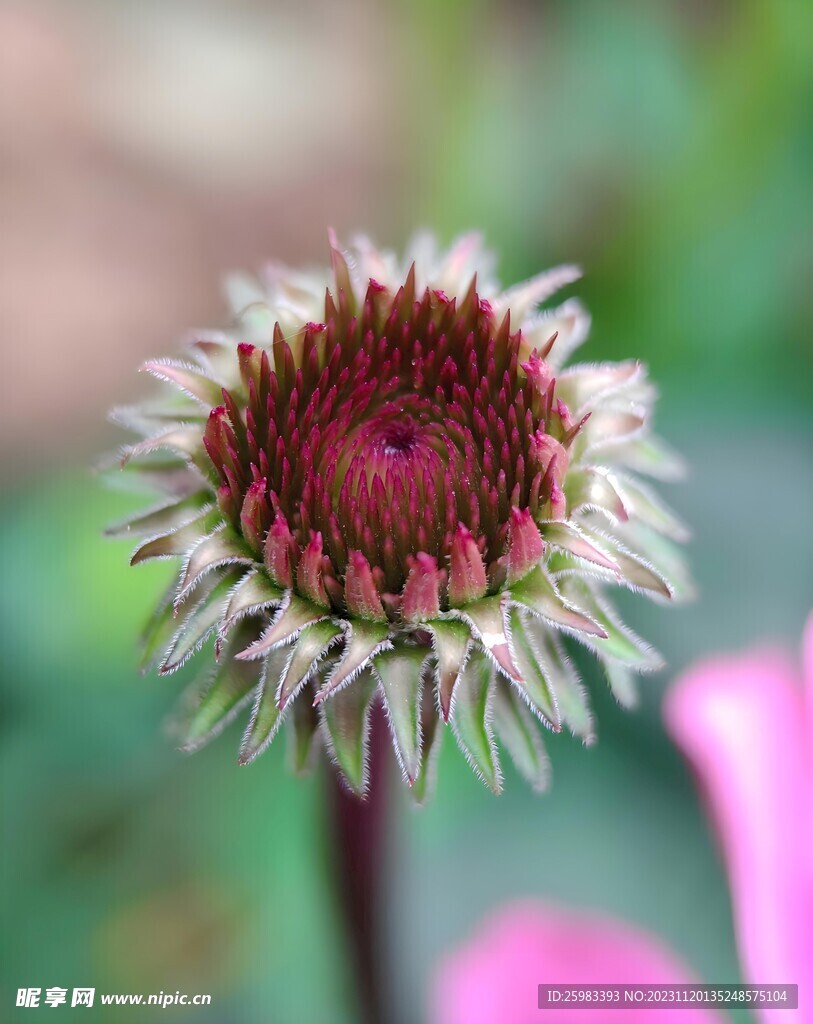 雏菊