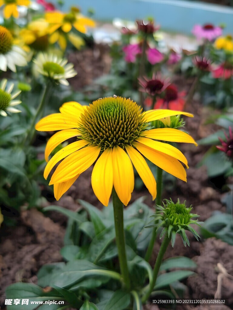 雏菊