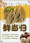 鲜当归