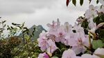 山顶与远山的花海盛放