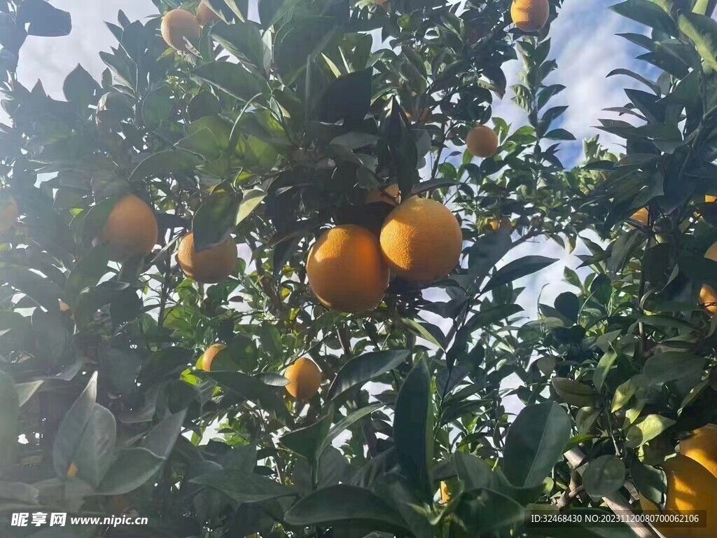 脐橙