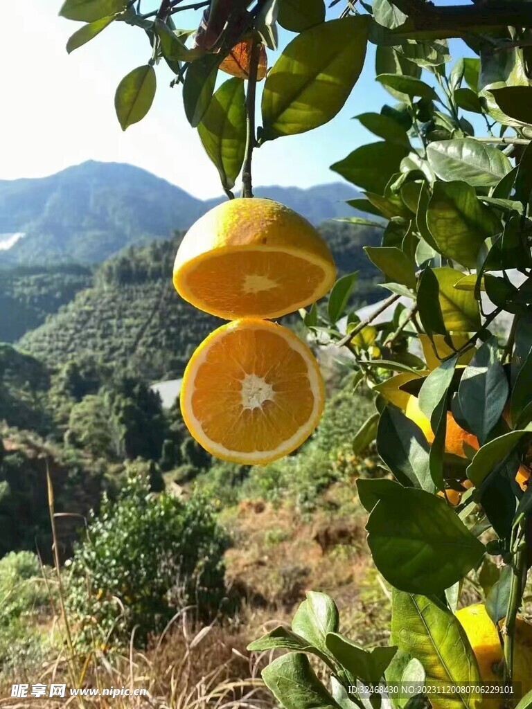 脐橙