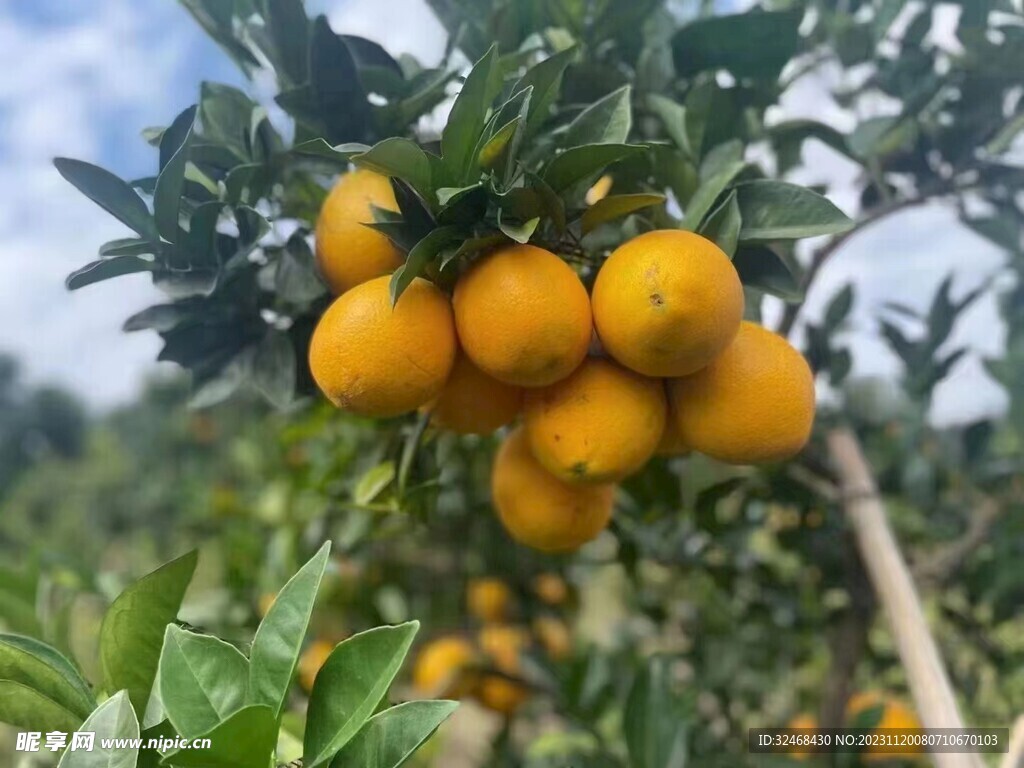 脐橙