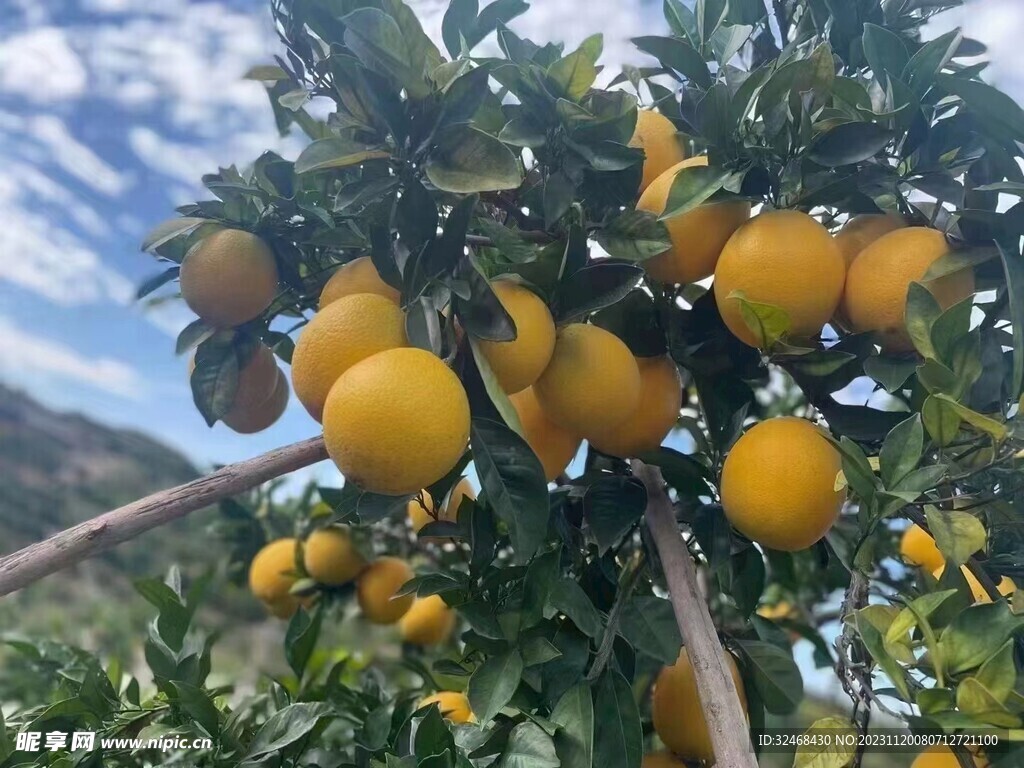 脐橙