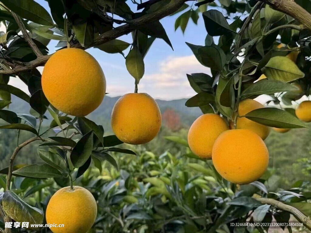 脐橙