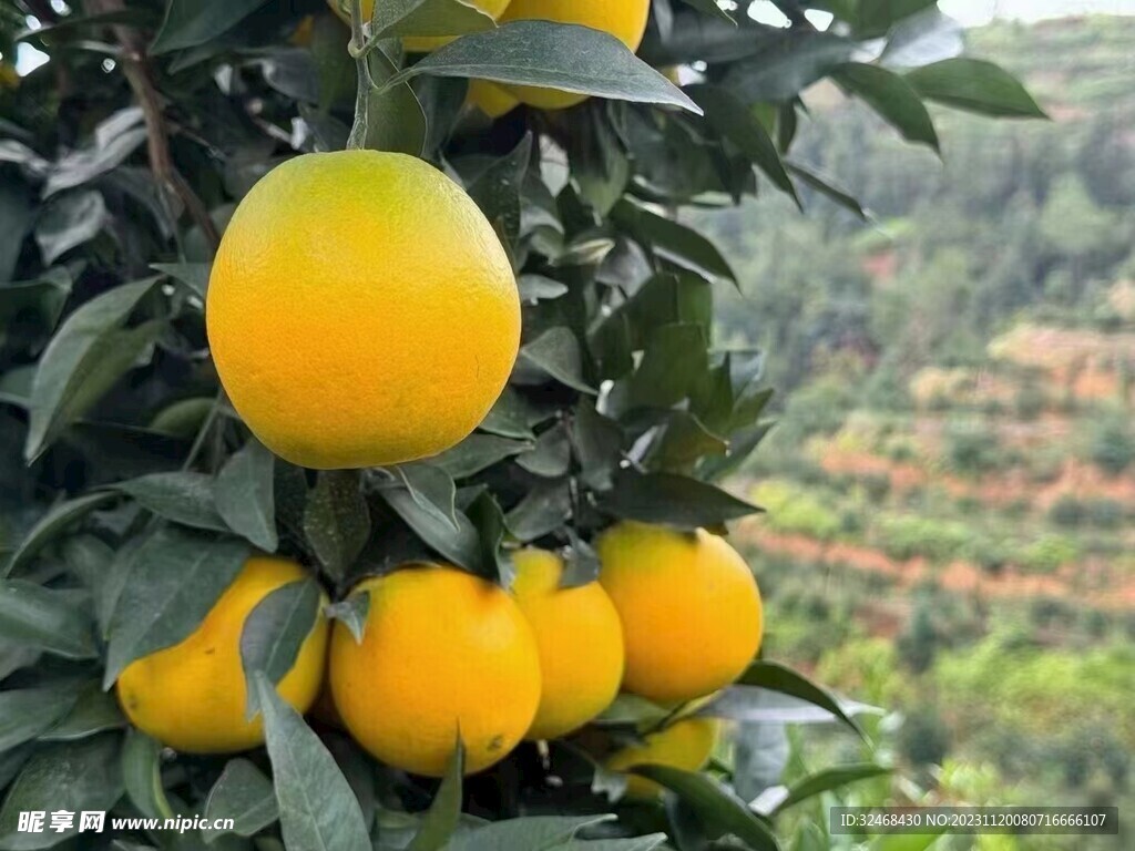 脐橙