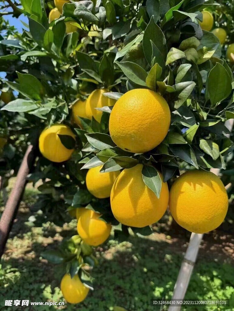 脐橙