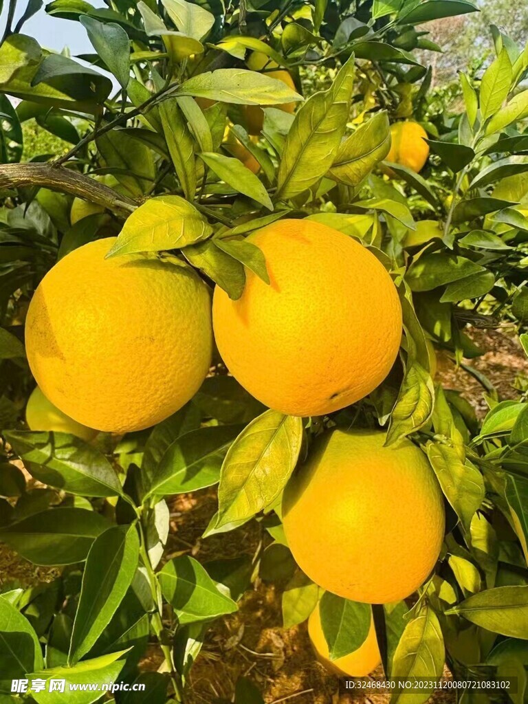 脐橙