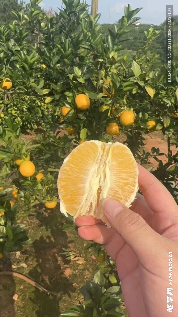 脐橙