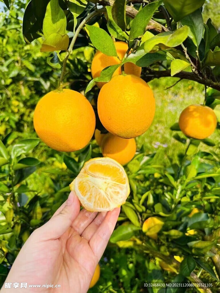 脐橙
