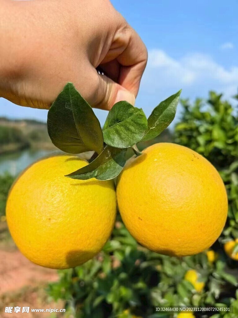 脐橙