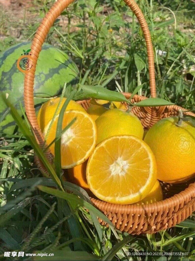脐橙