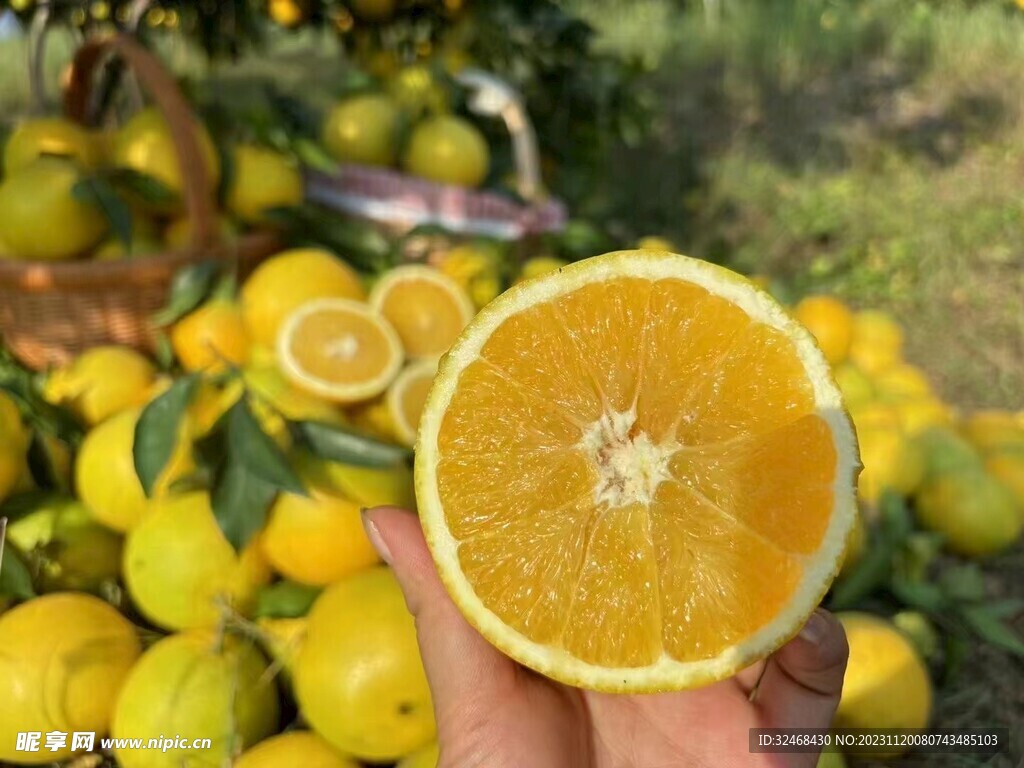 卖脐橙