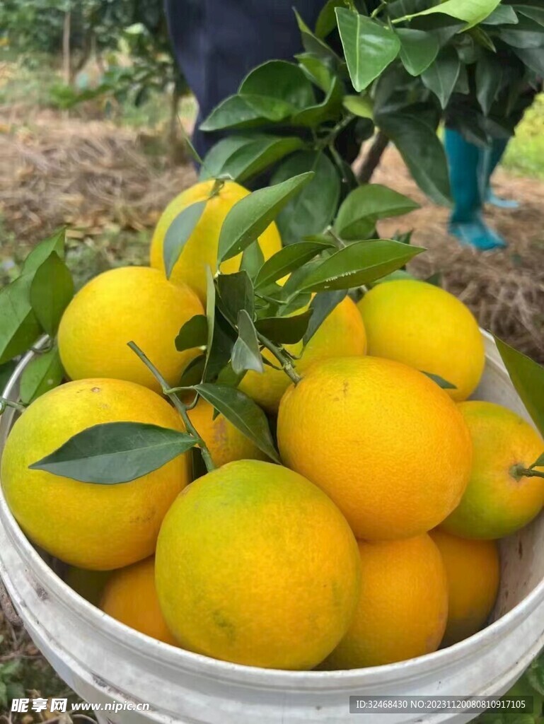 脐橙