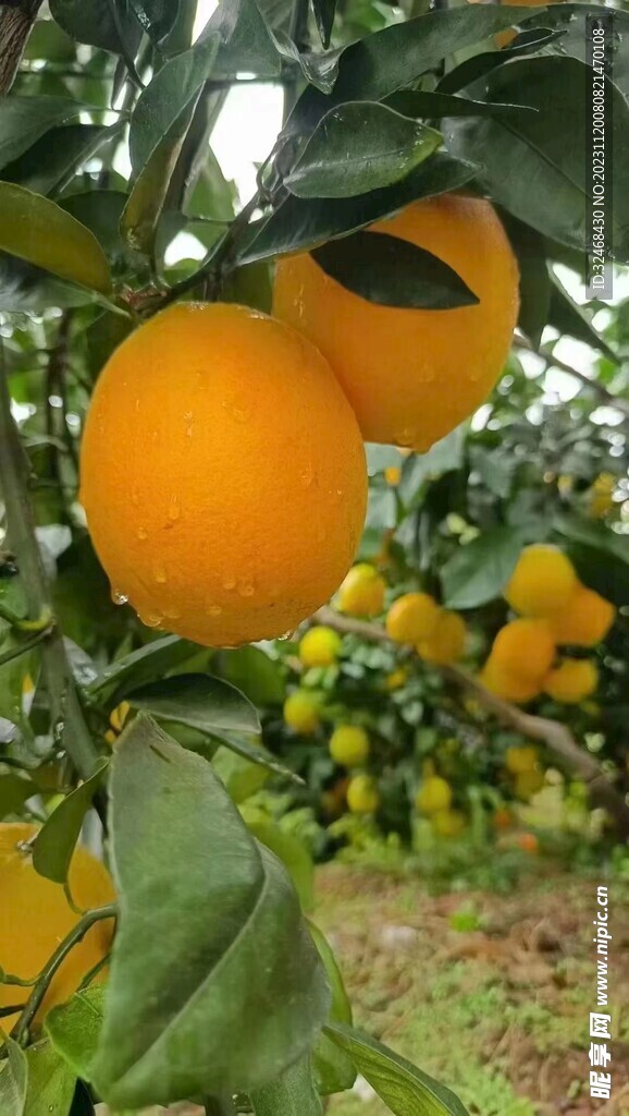 脐橙