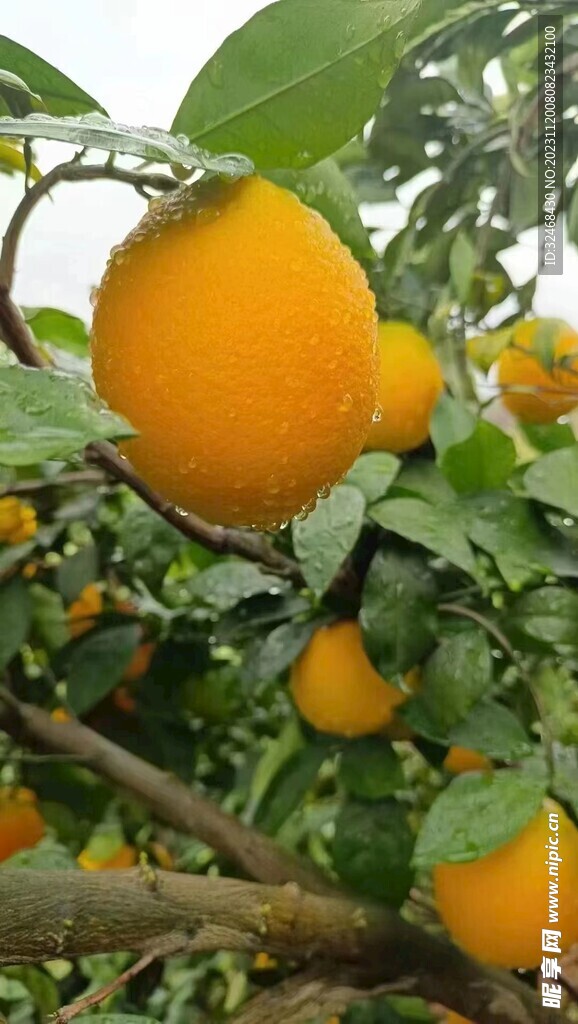 脐橙