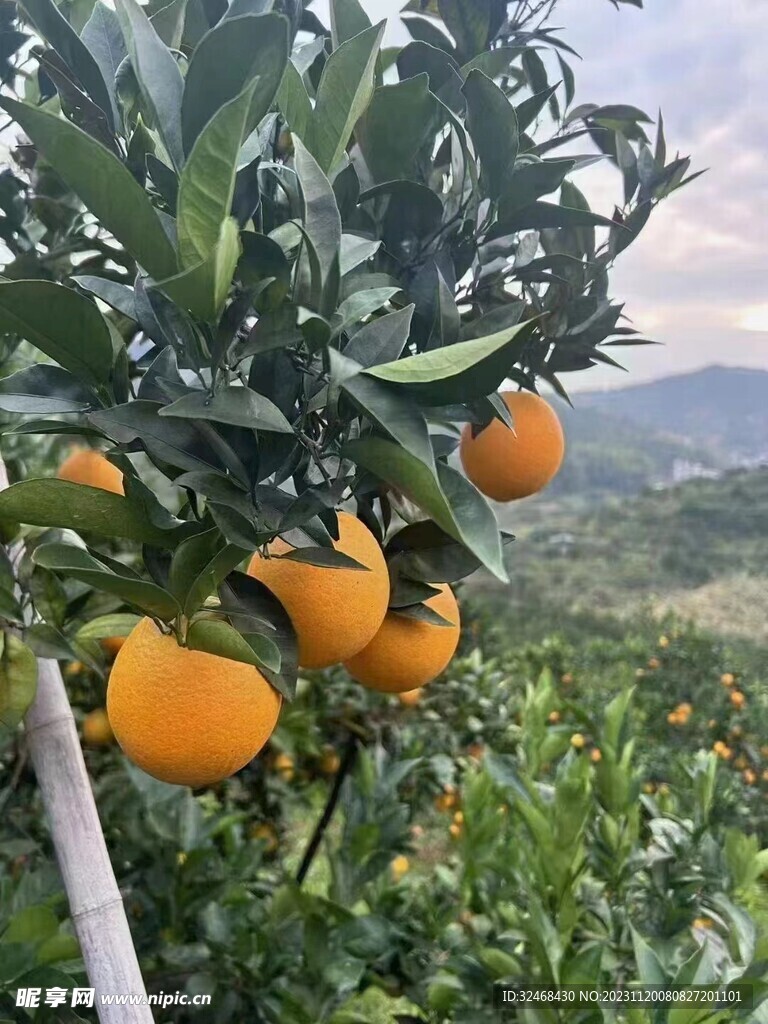 果园脐橙
