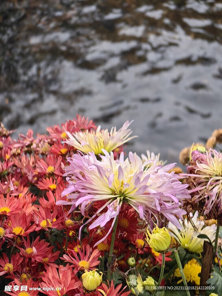 鲜花 小雏菊