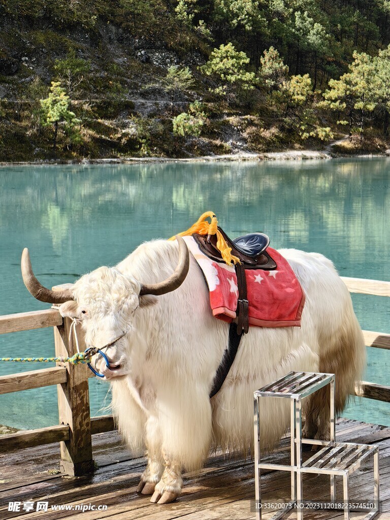泸沽湖白色牦牛