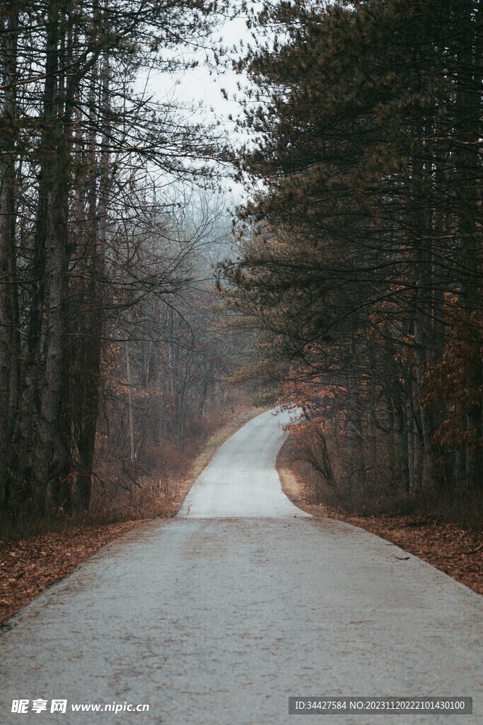 林间道路