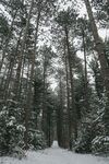 雪中树林