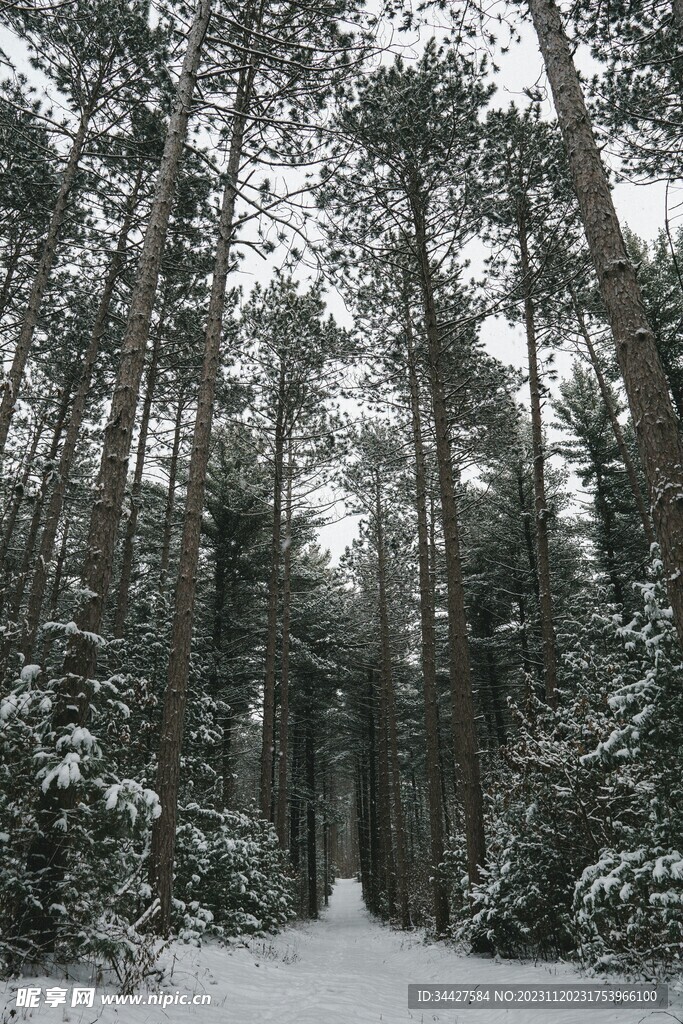 雪中树林