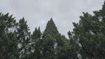 公园古松