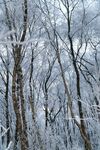 大雪纷飞的森林