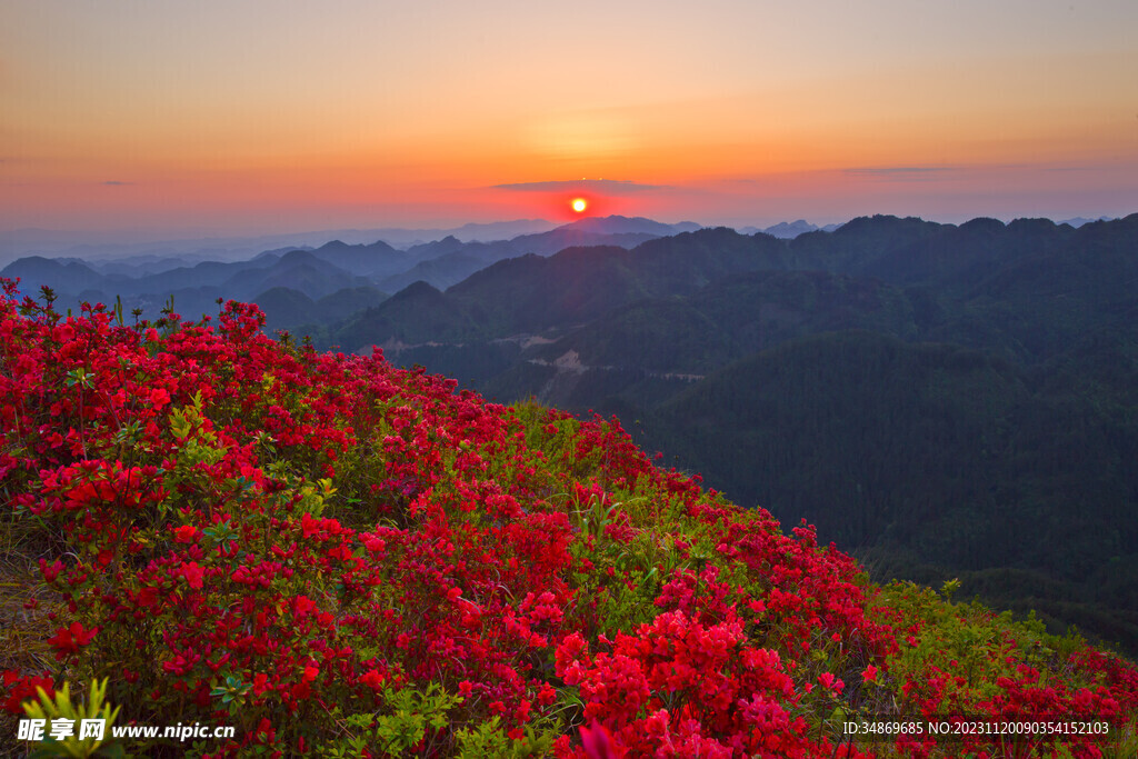 杜鹃花