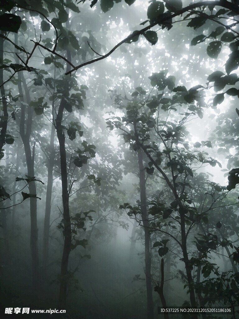 雾林树木