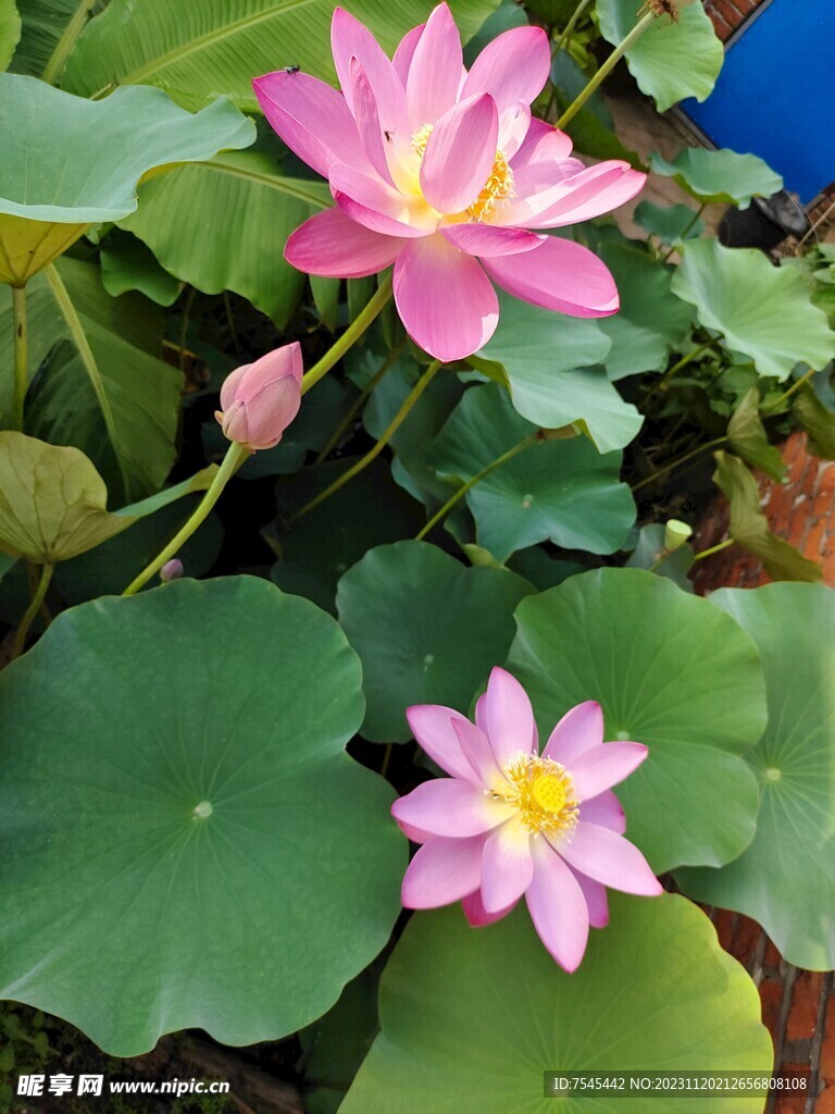 荷花