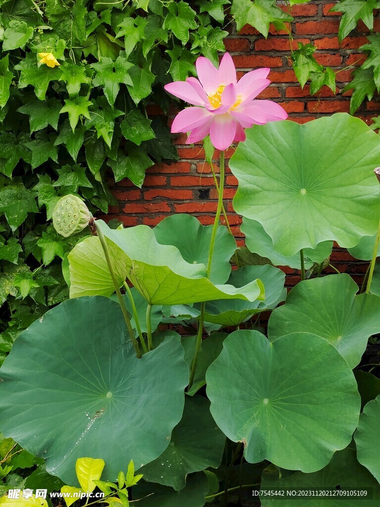 荷花