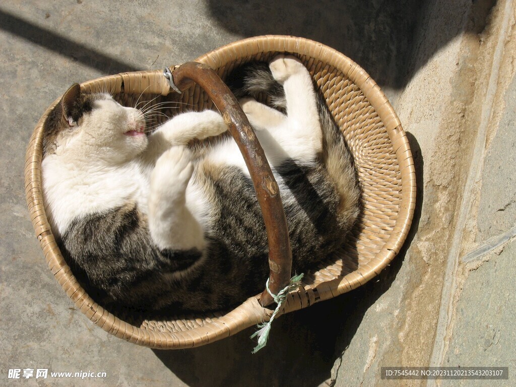篮子里的猫