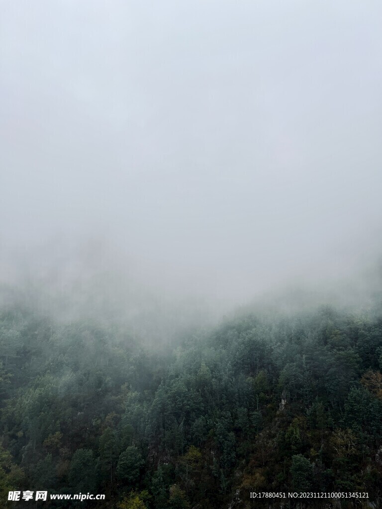 丛林