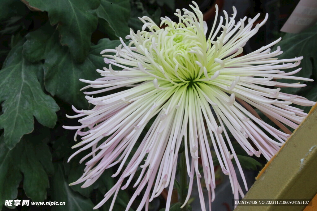 菊花 