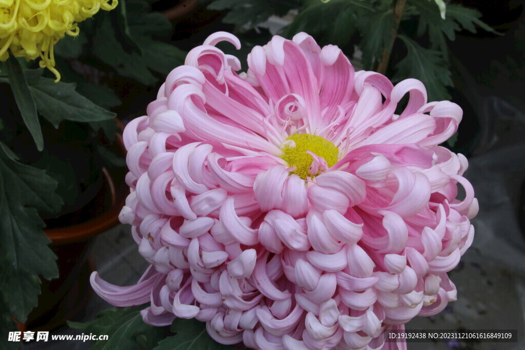 菊花