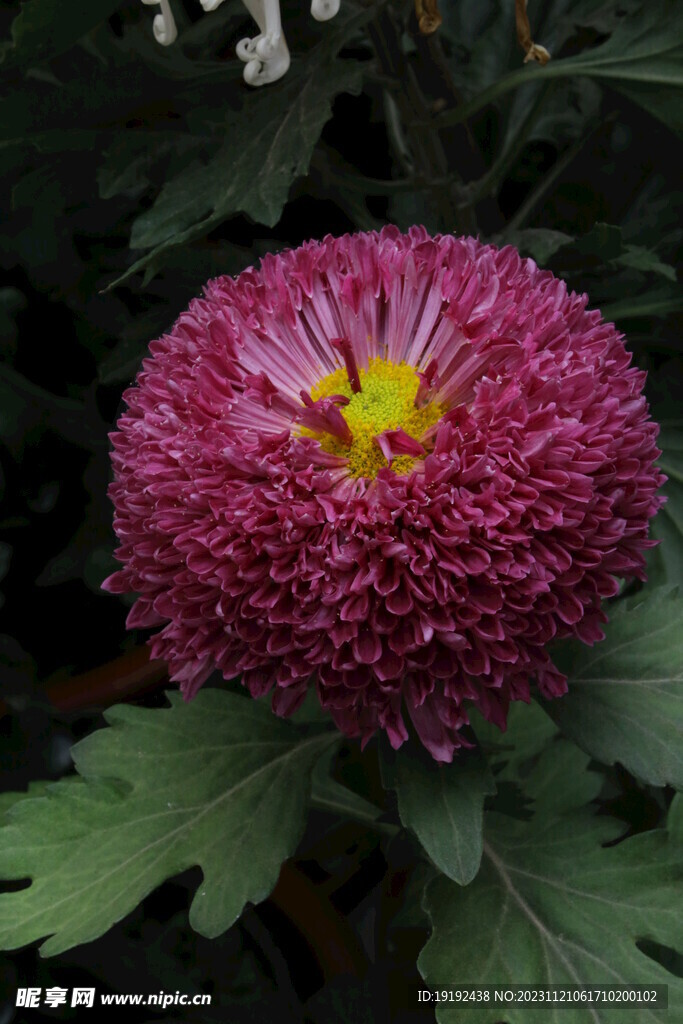 菊花 